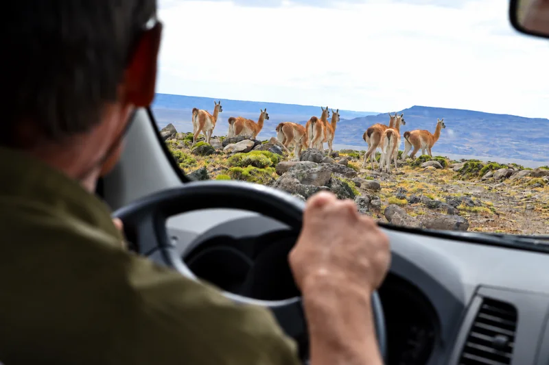 Guanacos junto a un camino de Patagonia vistos desde un vehículo