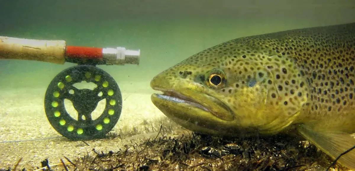 Una caña y un reel de mosca junto a una trucha marrón fotografiada bajo el agua
