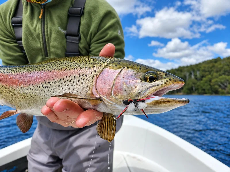Trucha arcoíris con una mosca de pesca visible junto a la boca