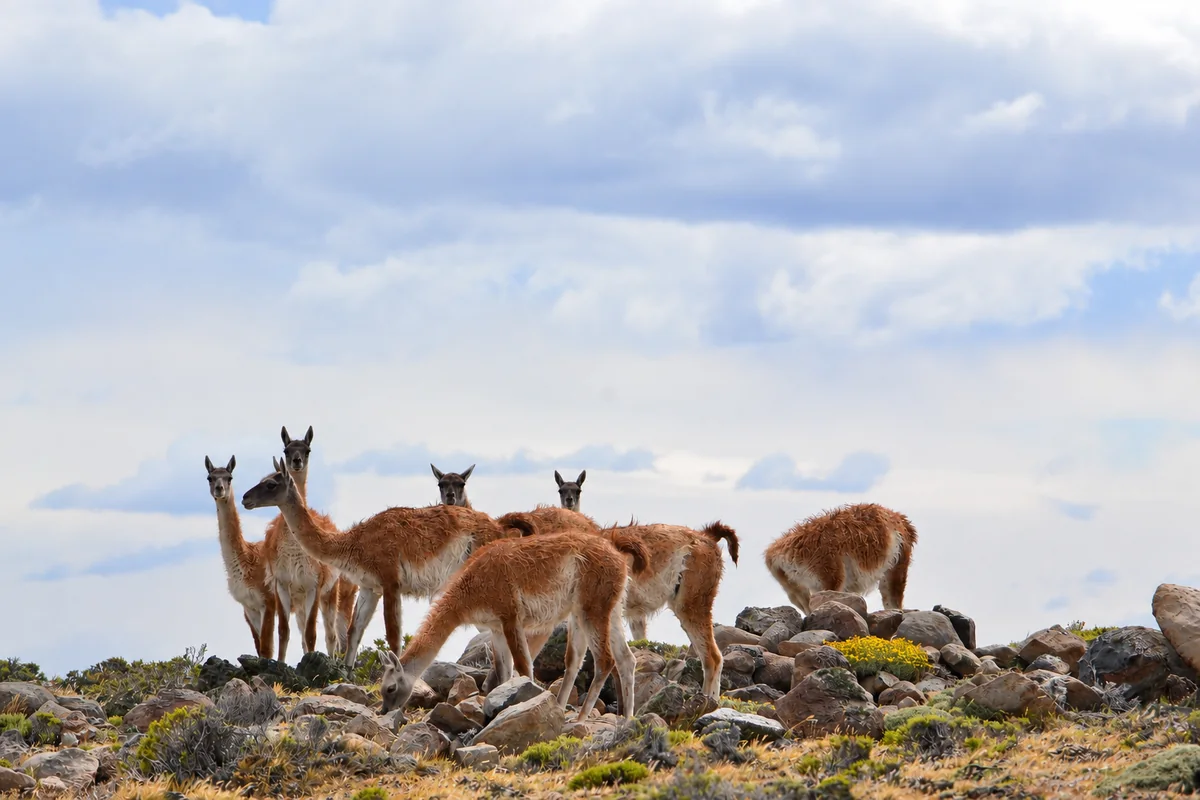 A group of guanacos standing on rocky ground in the Patagonian steppe
