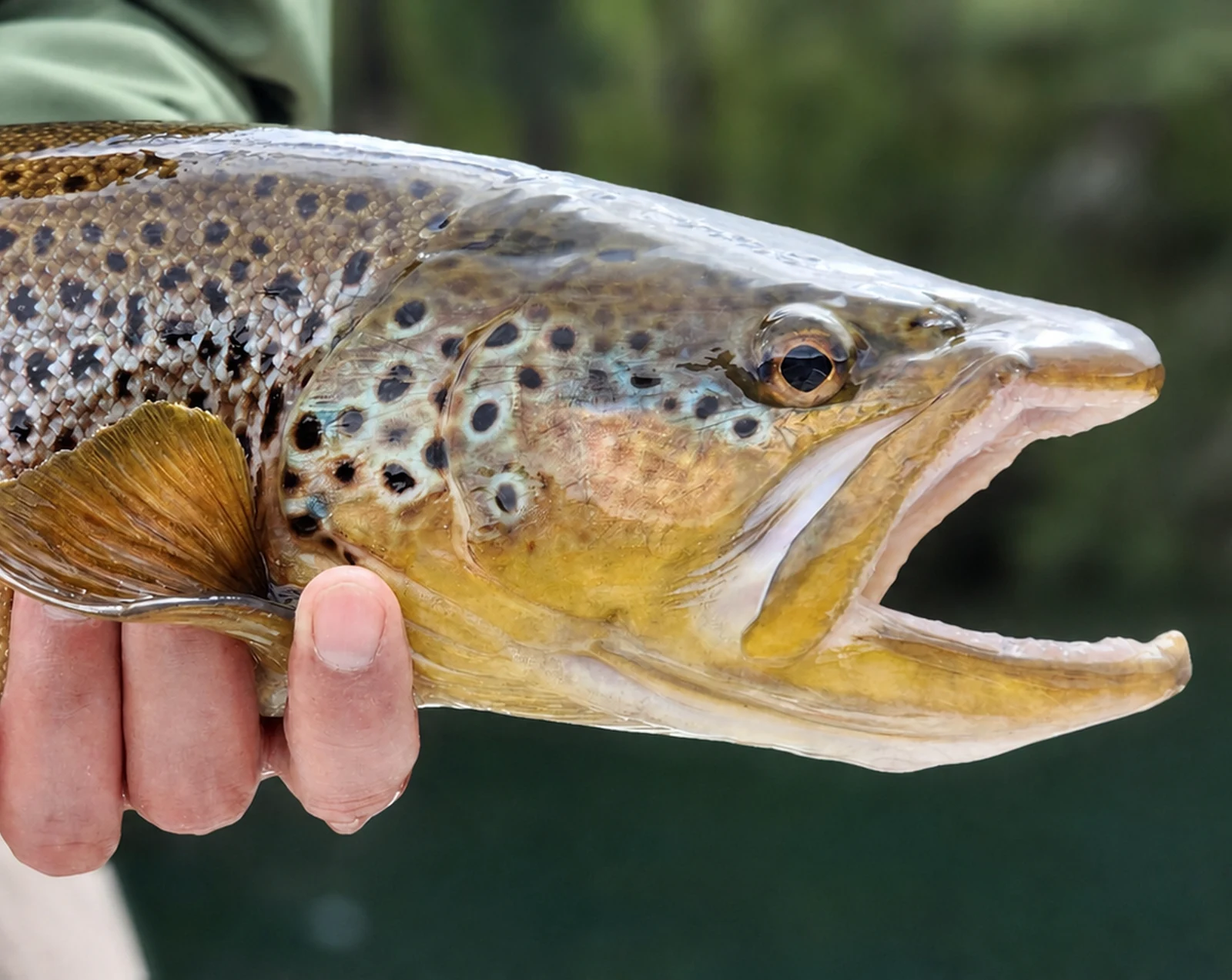 Close-up of a wild brown trout caught on a guided fly fishing trip in Patagonia