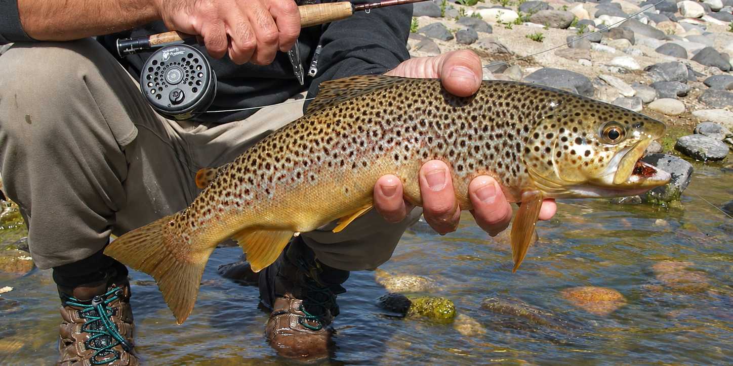 Close-up of a brown trout on a guided fly fishing trip on the Pichi Leufú River near Bariloche, Patagonia, Argentina