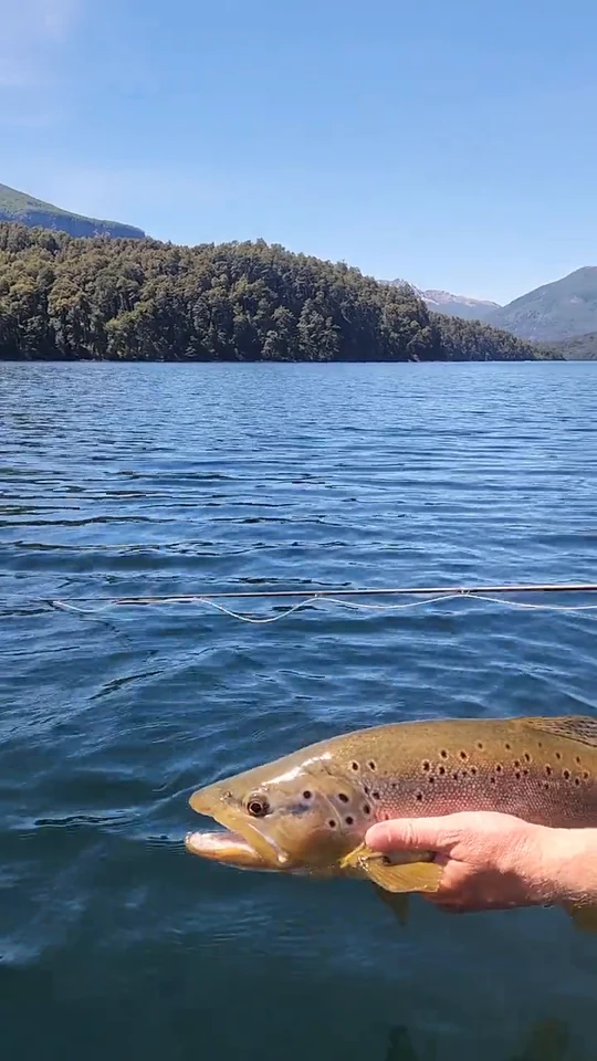 Brown trout being released into the waters of Lake Roca.
