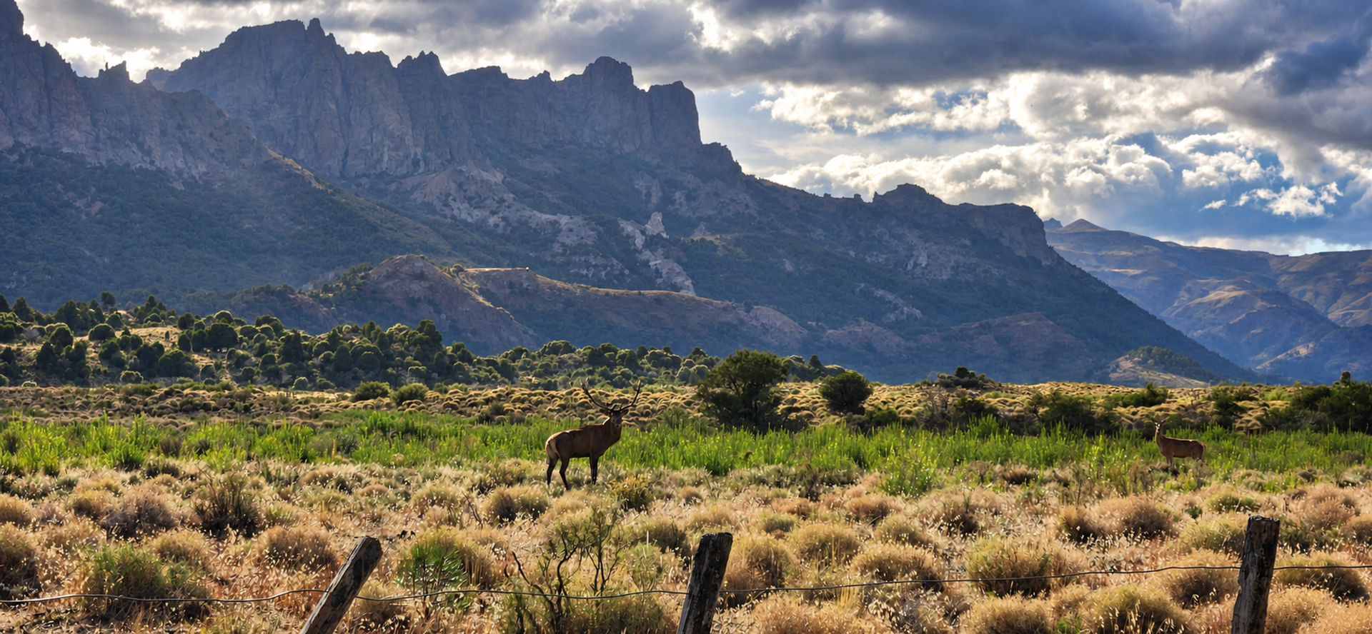 Deer in a meadow at Estancia Arroyo Verde Lodge in Patagonia Argentina